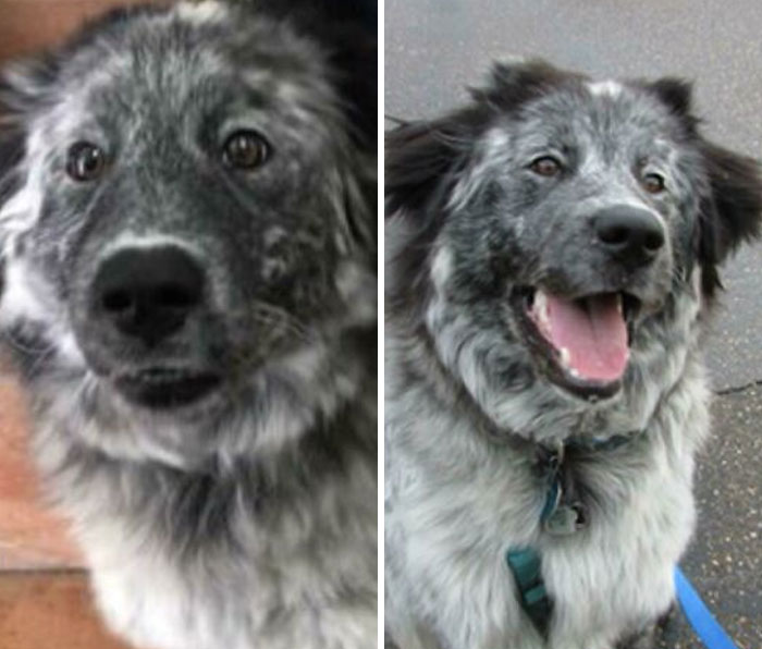 127 Before And After Photos Of Rescued Pets That Might Immediately Send You To The Shelter