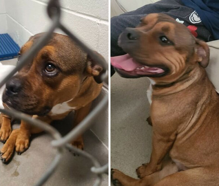 127 Before And After Photos Of Rescued Pets That Might Immediately Send You To The Shelter