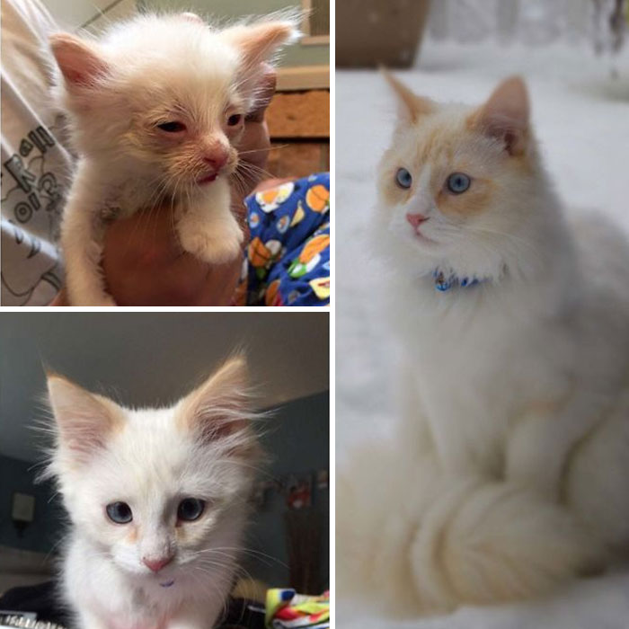 127 Before And After Photos Of Rescued Pets That Might Immediately Send You To The Shelter