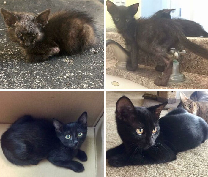 127 Before And After Photos Of Rescued Pets That Might Immediately Send You To The Shelter