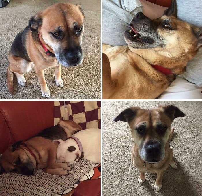 127 Before And After Photos Of Rescued Pets That Might Immediately Send You To The Shelter