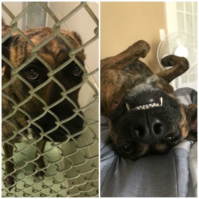 127 Before And After Photos Of Rescued Pets That Might Immediately Send You To The Shelter
