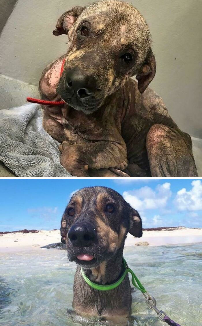 127 Before And After Photos Of Rescued Pets That Might Immediately Send You To The Shelter