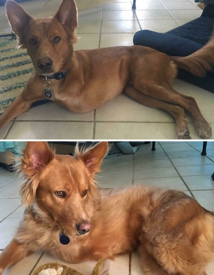 127 Before And After Photos Of Rescued Pets That Might Immediately Send You To The Shelter