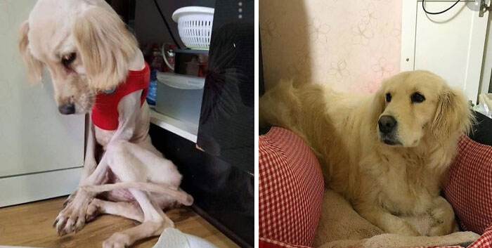 127 Before And After Photos Of Rescued Pets That Might Immediately Send You To The Shelter