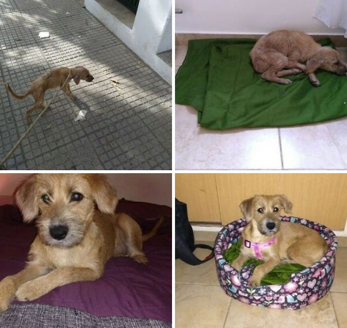 127 Before And After Photos Of Rescued Pets That Might Immediately Send You To The Shelter