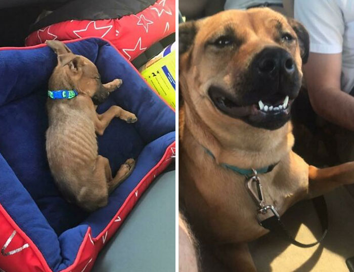 127 Before And After Photos Of Rescued Pets That Might Immediately Send You To The Shelter