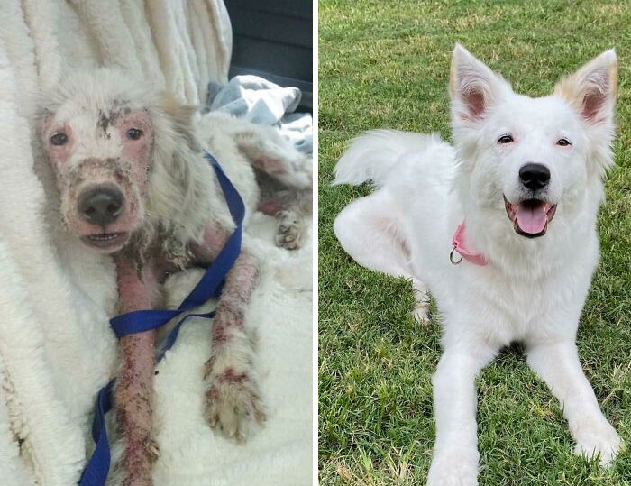 127 Before And After Photos Of Rescued Pets That Might Immediately Send You To The Shelter