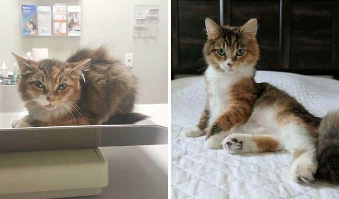 127 Before And After Photos Of Rescued Pets That Might Immediately Send You To The Shelter