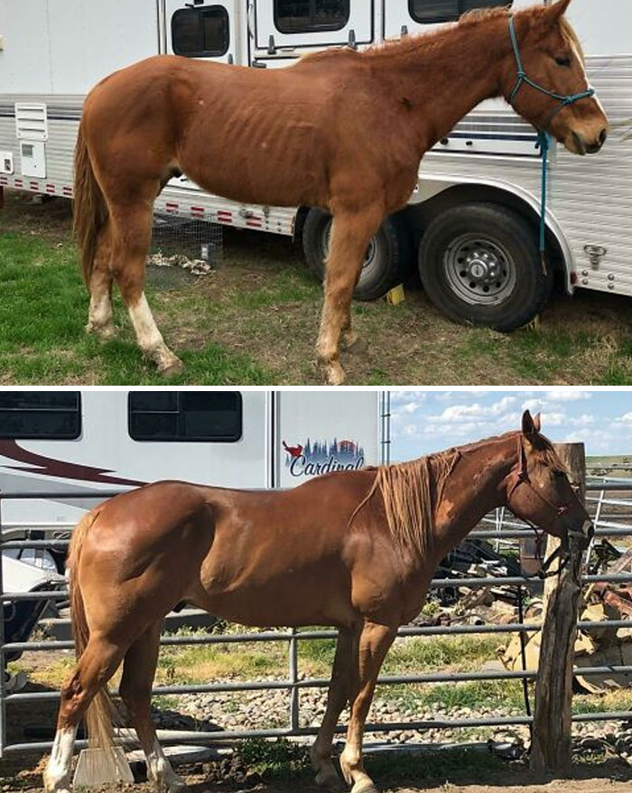 127 Before And After Photos Of Rescued Pets That Might Immediately Send You To The Shelter