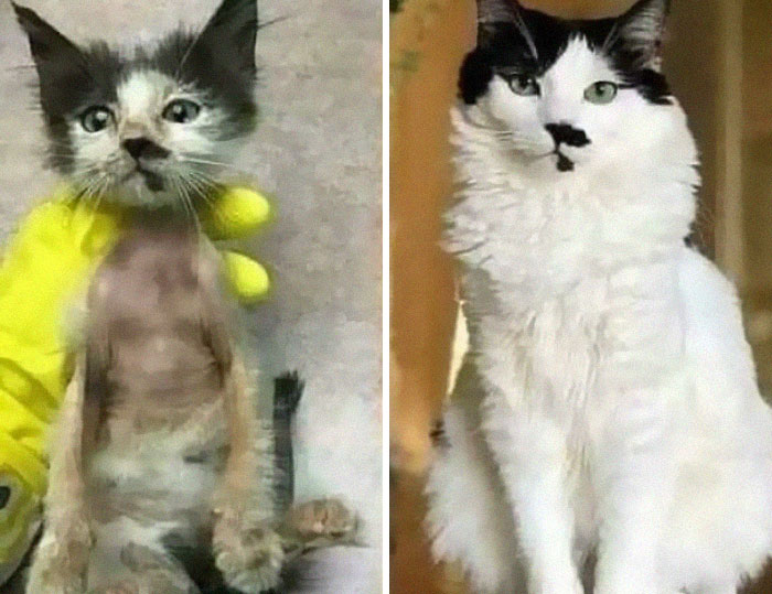 127 Before And After Photos Of Rescued Pets That Might Immediately Send You To The Shelter