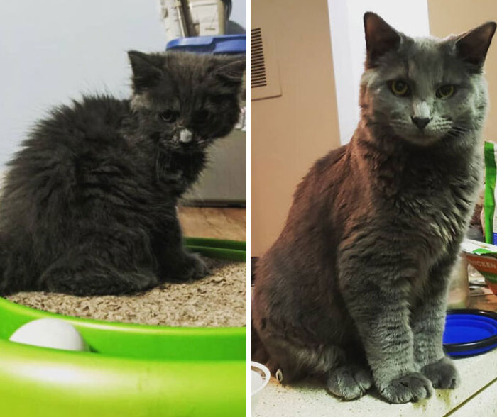 127 Before And After Photos Of Rescued Pets That Might Immediately Send You To The Shelter