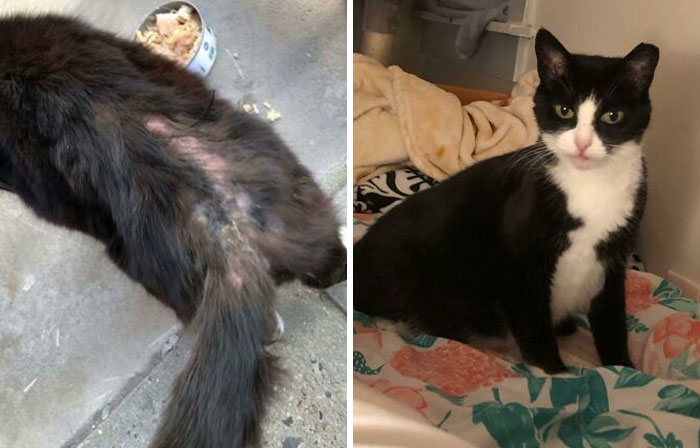 127 Before And After Photos Of Rescued Pets That Might Immediately Send You To The Shelter