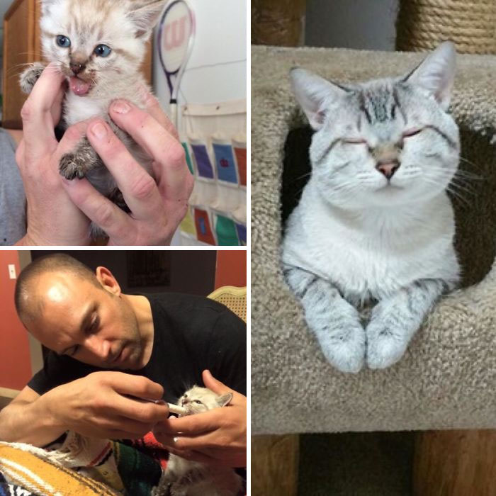 127 Before And After Photos Of Rescued Pets That Might Immediately Send You To The Shelter