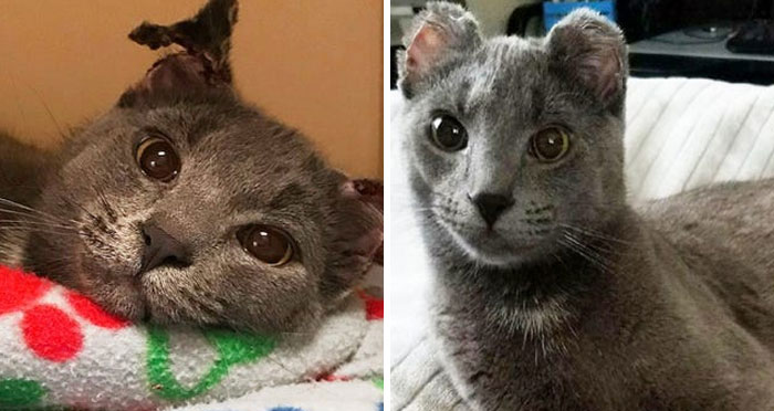 127 Before And After Photos Of Rescued Pets That Might Immediately Send You To The Shelter