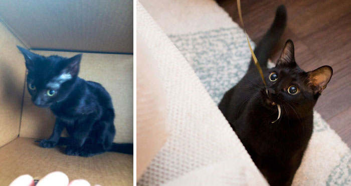 127 Before And After Photos Of Rescued Pets That Might Immediately Send You To The Shelter