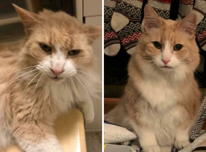 127 Before And After Photos Of Rescued Pets That Might Immediately Send You To The Shelter