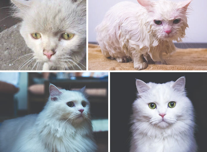 127 Before And After Photos Of Rescued Pets That Might Immediately Send You To The Shelter