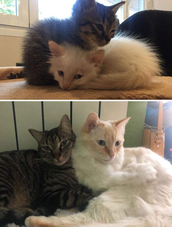 127 Before And After Photos Of Rescued Pets That Might Immediately Send You To The Shelter