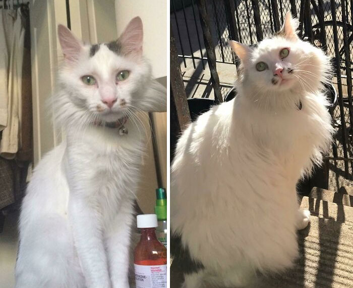 127 Before And After Photos Of Rescued Pets That Might Immediately Send You To The Shelter