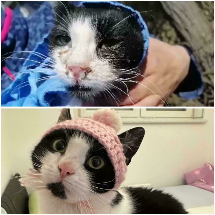 127 Before And After Photos Of Rescued Pets That Might Immediately Send You To The Shelter