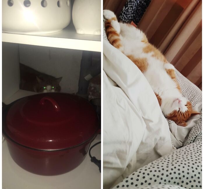 127 Before And After Photos Of Rescued Pets That Might Immediately Send You To The Shelter