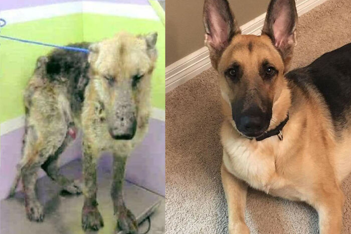 127 Before And After Photos Of Rescued Pets That Might Immediately Send You To The Shelter