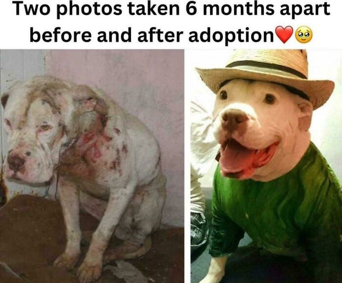 127 Before And After Photos Of Rescued Pets That Might Immediately Send You To The Shelter
