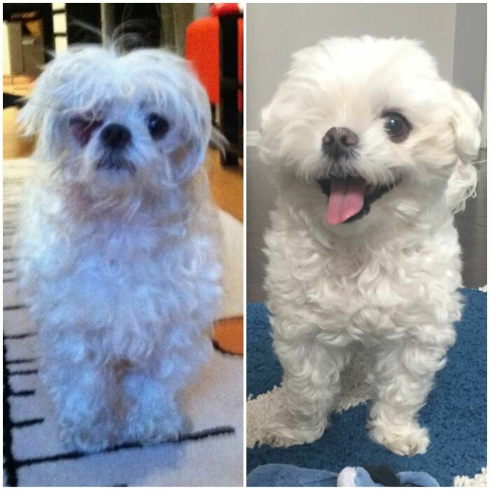 127 Before And After Photos Of Rescued Pets That Might Immediately Send You To The Shelter