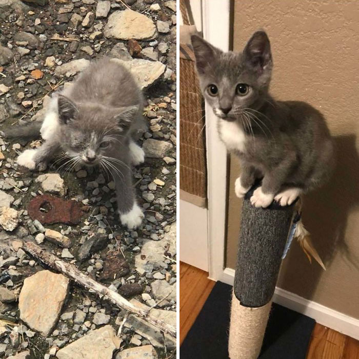 127 Before And After Photos Of Rescued Pets That Might Immediately Send You To The Shelter