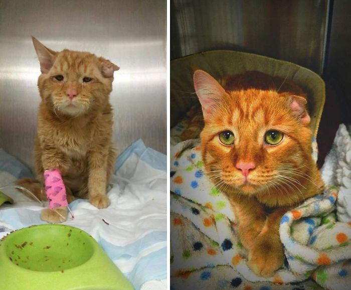 127 Before And After Photos Of Rescued Pets That Might Immediately Send You To The Shelter