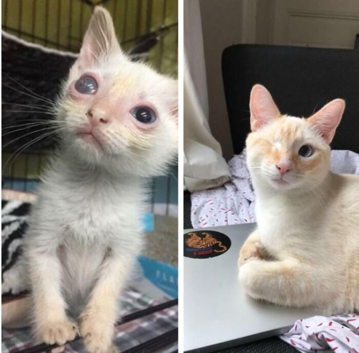 127 Before And After Photos Of Rescued Pets That Might Immediately Send You To The Shelter