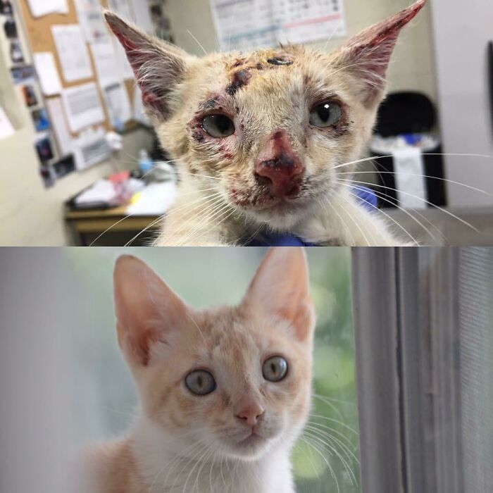 127 Before And After Photos Of Rescued Pets That Might Immediately Send You To The Shelter