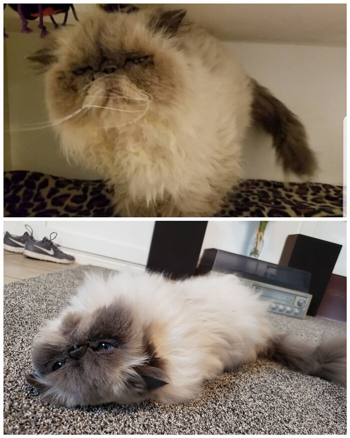 127 Before And After Photos Of Rescued Pets That Might Immediately Send You To The Shelter