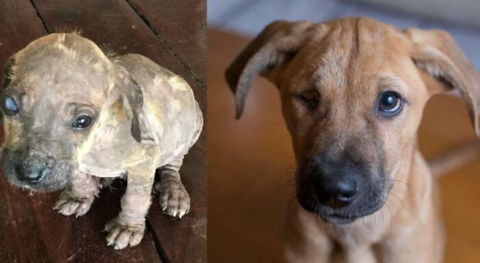 127 Before And After Photos Of Rescued Pets That Might Immediately Send You To The Shelter