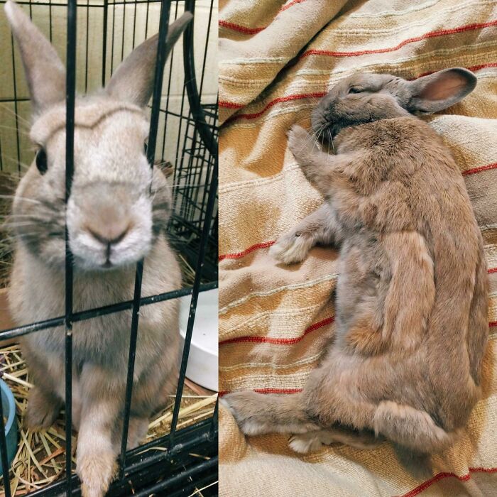 127 Before And After Photos Of Rescued Pets That Might Immediately Send You To The Shelter
