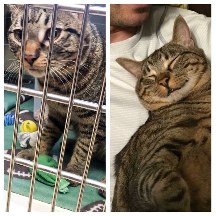 127 Before And After Photos Of Rescued Pets That Might Immediately Send You To The Shelter