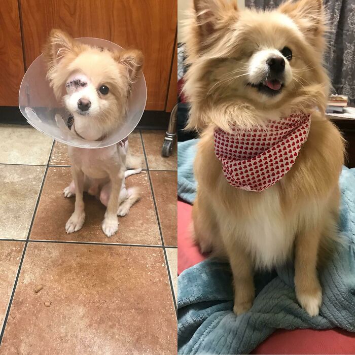 127 Before And After Photos Of Rescued Pets That Might Immediately Send You To The Shelter