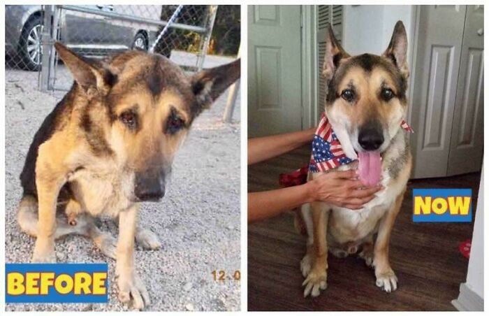 127 Before And After Photos Of Rescued Pets That Might Immediately Send You To The Shelter