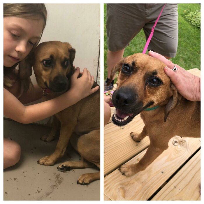 127 Before And After Photos Of Rescued Pets That Might Immediately Send You To The Shelter