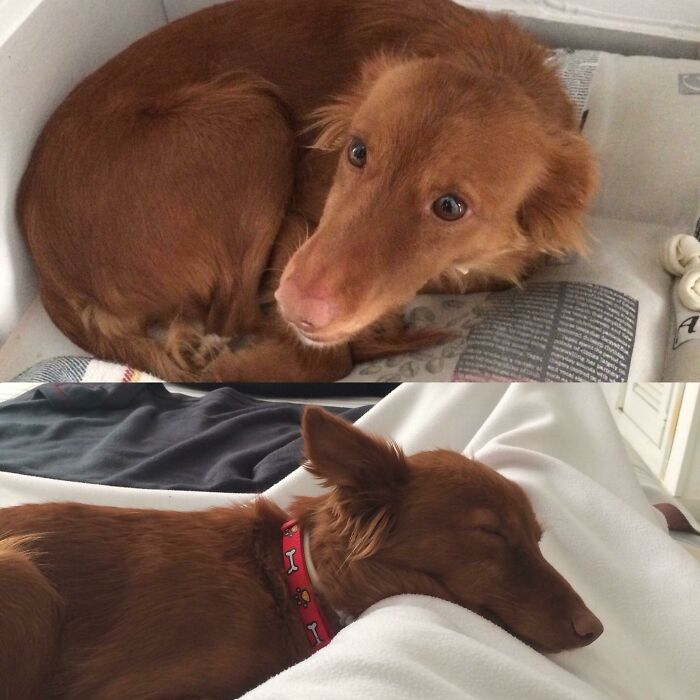 127 Before And After Photos Of Rescued Pets That Might Immediately Send You To The Shelter