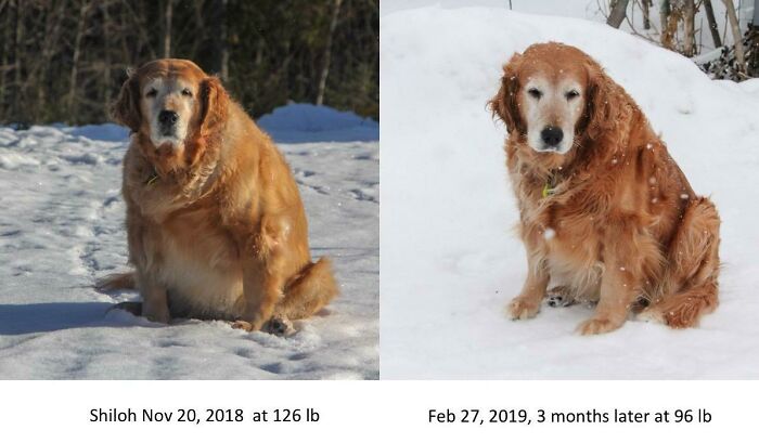 127 Before And After Photos Of Rescued Pets That Might Immediately Send You To The Shelter