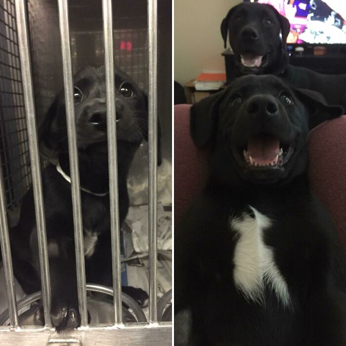 127 Before And After Photos Of Rescued Pets That Might Immediately Send You To The Shelter