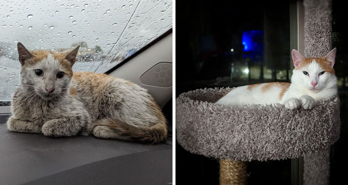127 Before And After Photos Of Rescued Pets That Might Immediately Send You To The Shelter