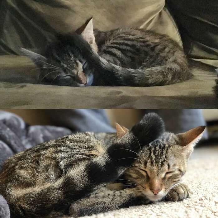 127 Before And After Photos Of Rescued Pets That Might Immediately Send You To The Shelter