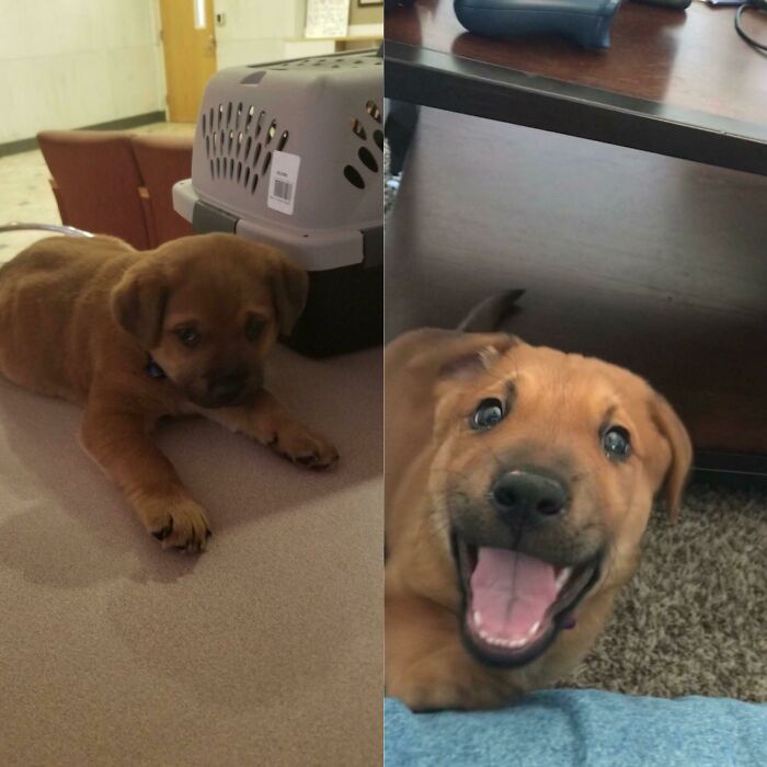 127 Before And After Photos Of Rescued Pets That Might Immediately Send You To The Shelter