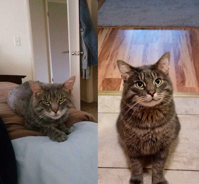 127 Before And After Photos Of Rescued Pets That Might Immediately Send You To The Shelter