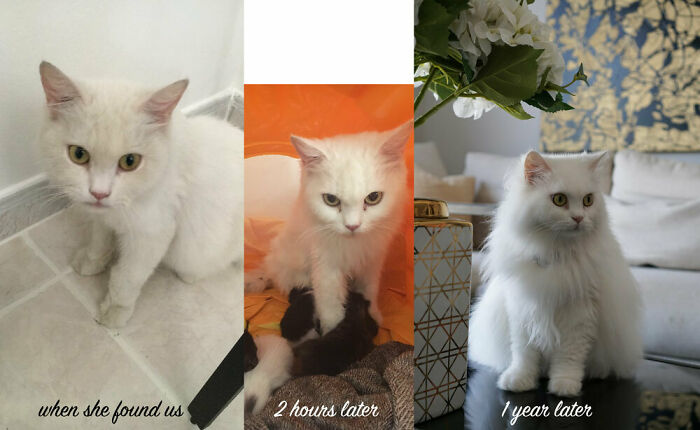 127 Before And After Photos Of Rescued Pets That Might Immediately Send You To The Shelter