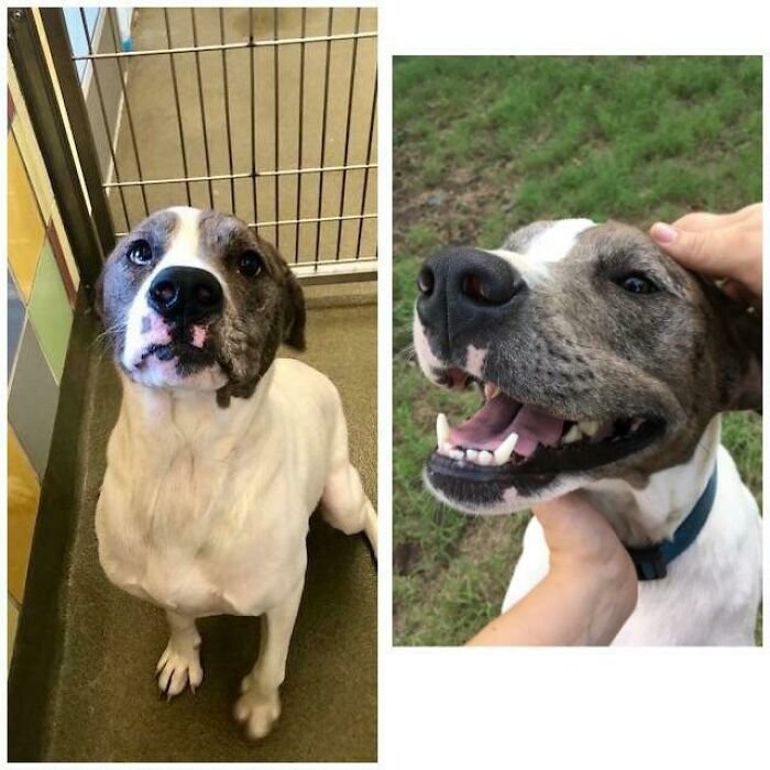 127 Before And After Photos Of Rescued Pets That Might Immediately Send You To The Shelter
