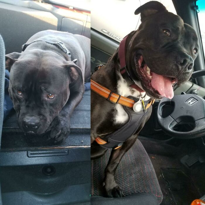 127 Before And After Photos Of Rescued Pets That Might Immediately Send You To The Shelter